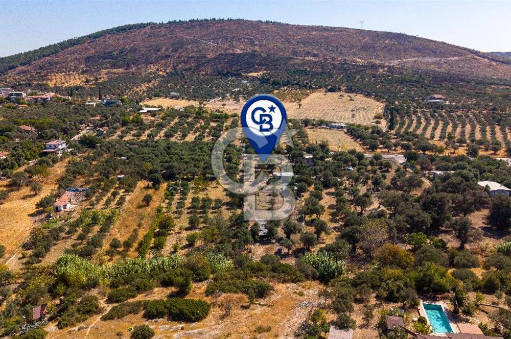 Foça Yeniköy'de Satılık Zeytinli Tarla ve Ev