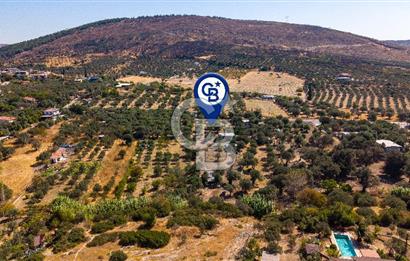 Foça Yeniköy'de Satılık Zeytinli Tarla ve Ev