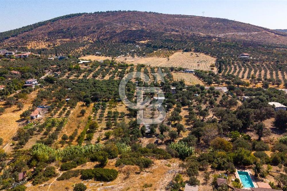 Foça Yeniköy'de Satılık Zeytinli Tarla ve Ev