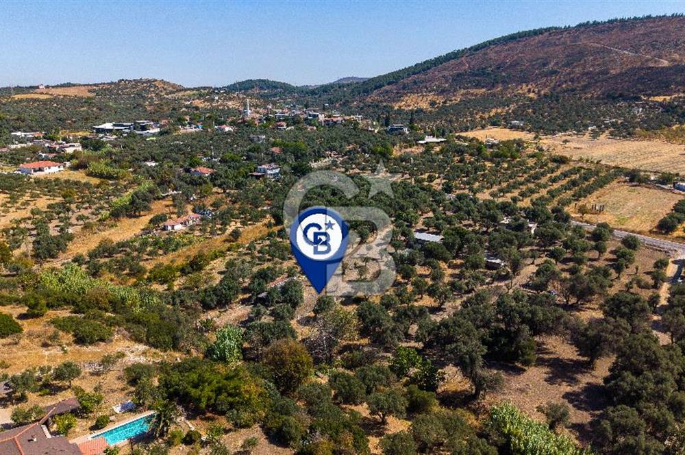 Foça Yeniköy'de Satılık Zeytinli Tarla ve Ev