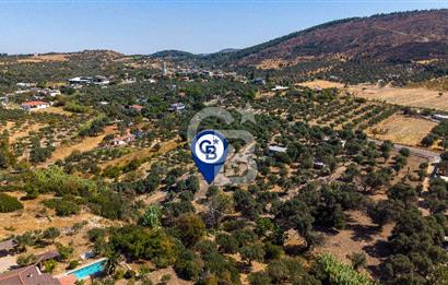 Foça Yeniköy'de Satılık Zeytinli Tarla ve Ev