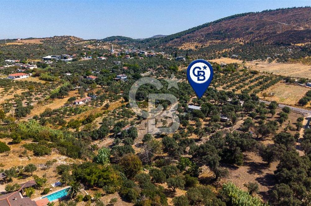 Foça Yeniköy'de Satılık Zeytinli Tarla ve Ev