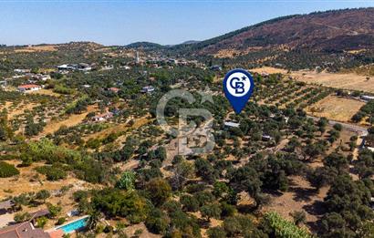 Foça Yeniköy'de Satılık Zeytinli Tarla ve Ev