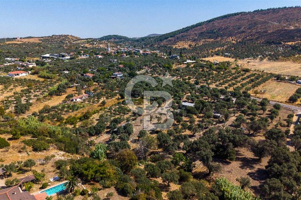 Foça Yeniköy'de Satılık Zeytinli Tarla ve Ev