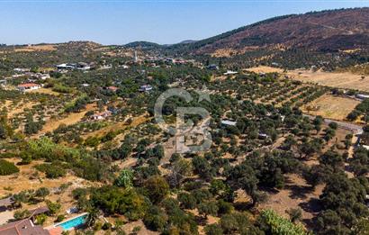Foça Yeniköy'de Satılık Zeytinli Tarla ve Ev