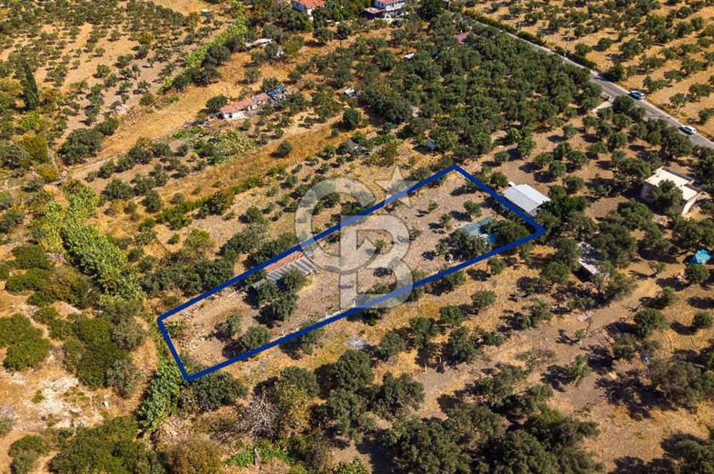 Foça Yeniköy'de Satılık Zeytinli Tarla ve Ev