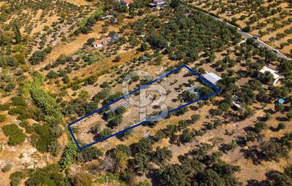 Foça Yeniköy'de Satılık Zeytinli Tarla ve Ev