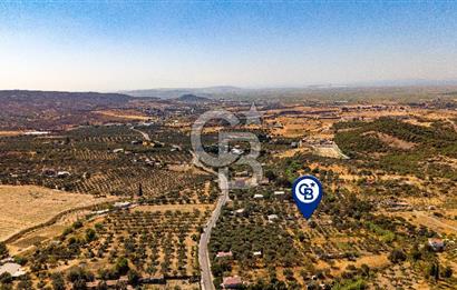 Foça Yeniköy'de Satılık Zeytinli Tarla ve Ev