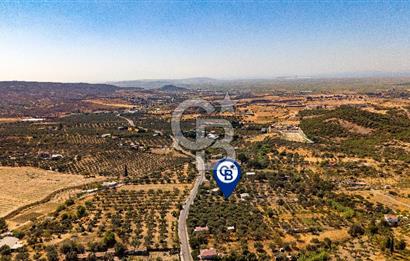 Foça Yeniköy'de Satılık Zeytinli Tarla ve Ev