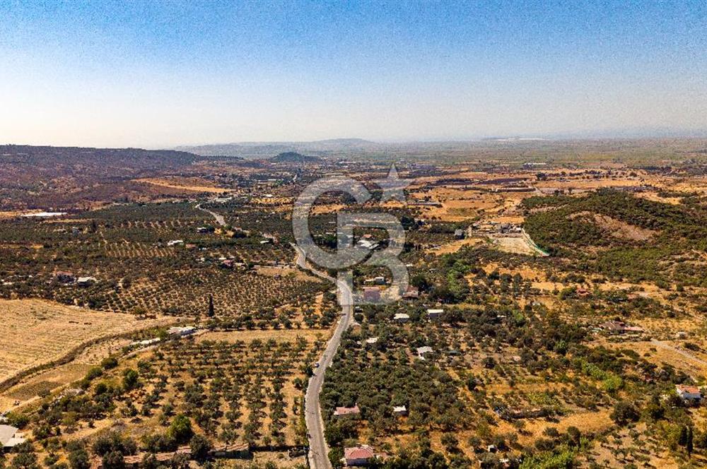 Foça Yeniköy'de Satılık Zeytinli Tarla ve Ev