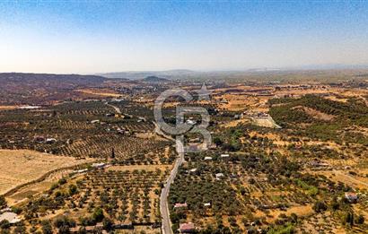 Foça Yeniköy'de Satılık Zeytinli Tarla ve Ev