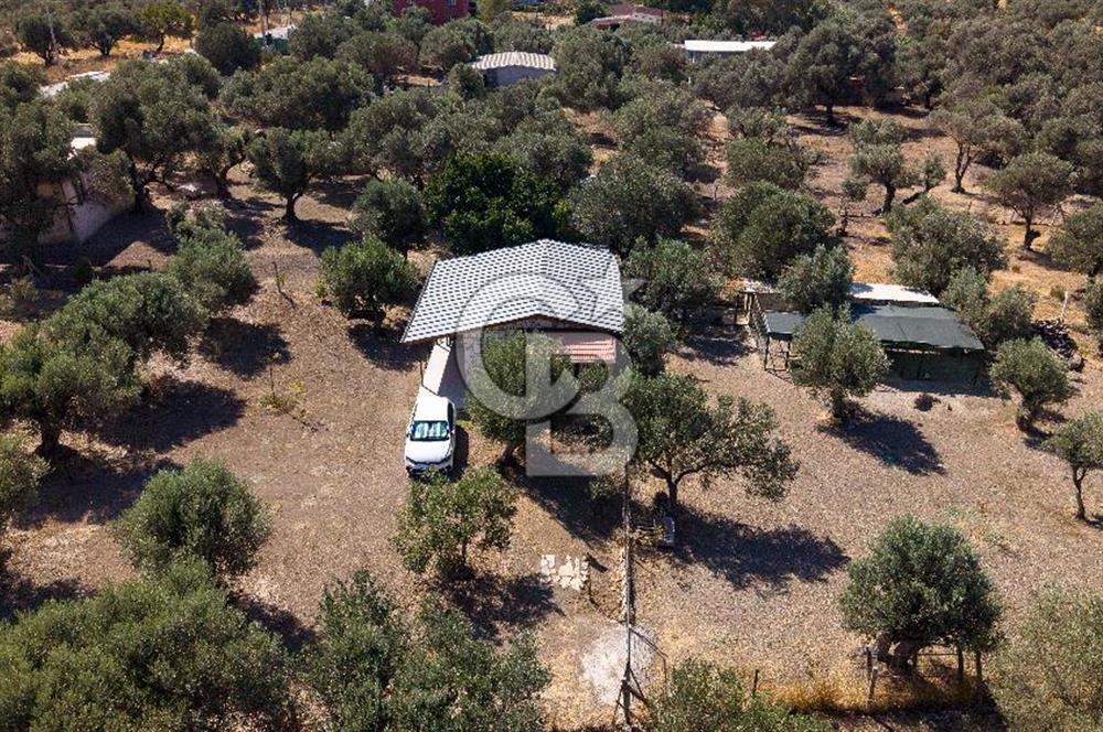 Foça Yeniköy'de Satılık Zeytinli Tarla ve Ev
