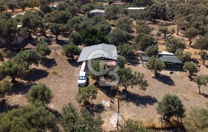 Foça Yeniköy'de Satılık Zeytinli Tarla ve Ev