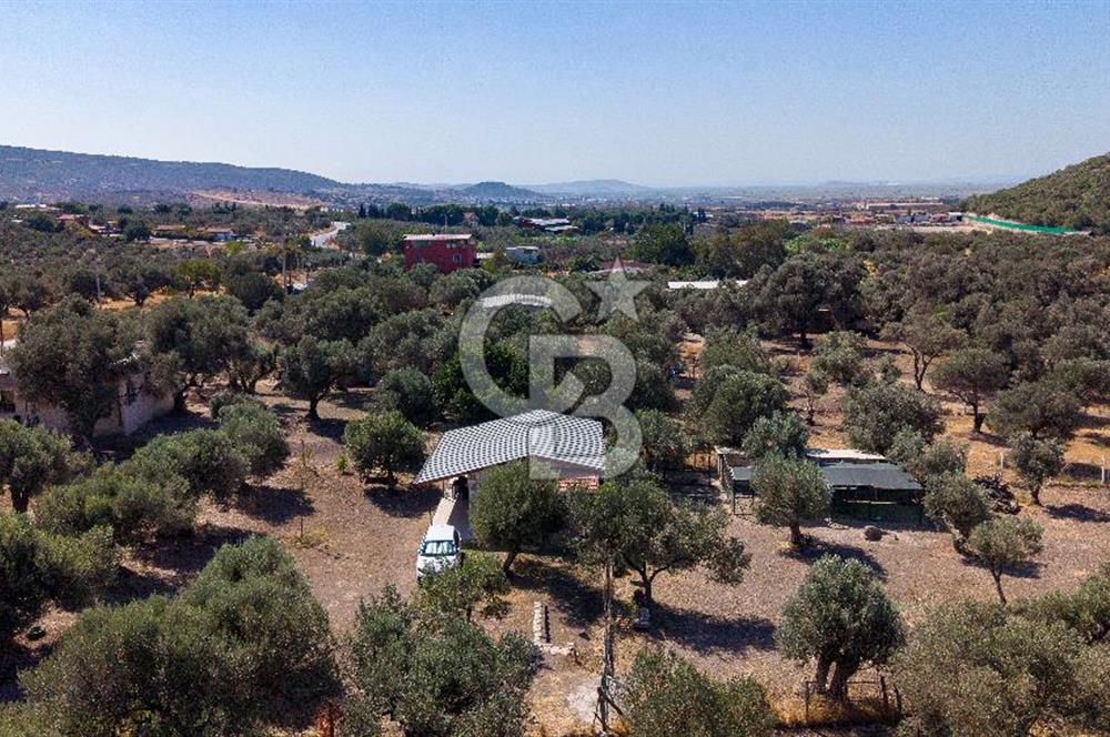 Foça Yeniköy'de Satılık Zeytinli Tarla ve Ev