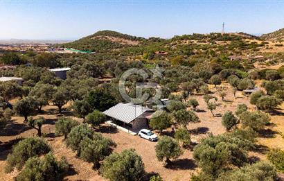 Foça Yeniköy'de Satılık Zeytinli Tarla ve Ev