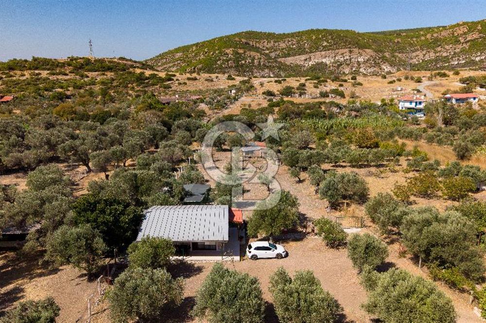 Foça Yeniköy'de Satılık Zeytinli Tarla ve Ev