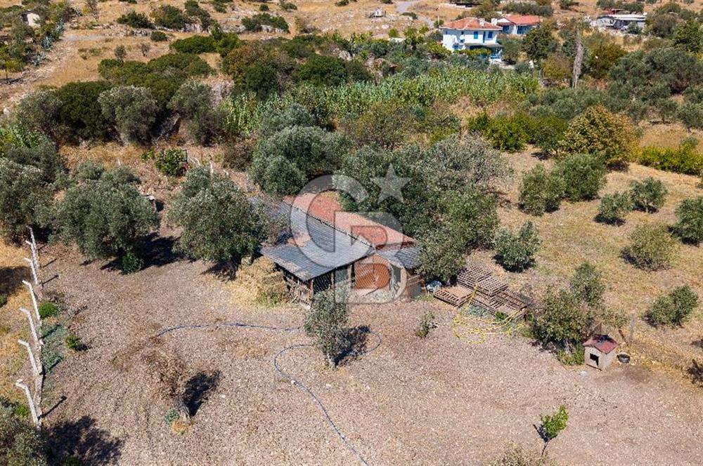 Foça Yeniköy'de Satılık Zeytinli Tarla ve Ev