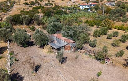 Foça Yeniköy'de Satılık Zeytinli Tarla ve Ev