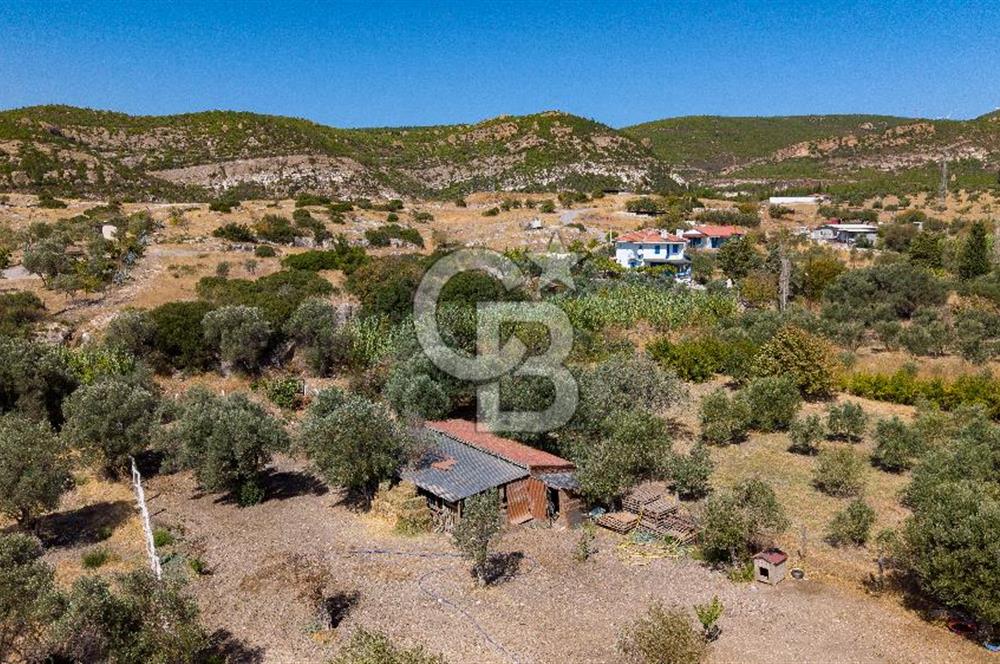 Foça Yeniköy'de Satılık Zeytinli Tarla ve Ev
