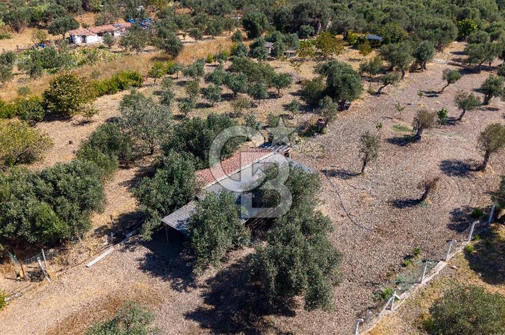 Foça Yeniköy'de Satılık Zeytinli Tarla ve Ev