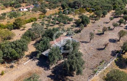Foça Yeniköy'de Satılık Zeytinli Tarla ve Ev
