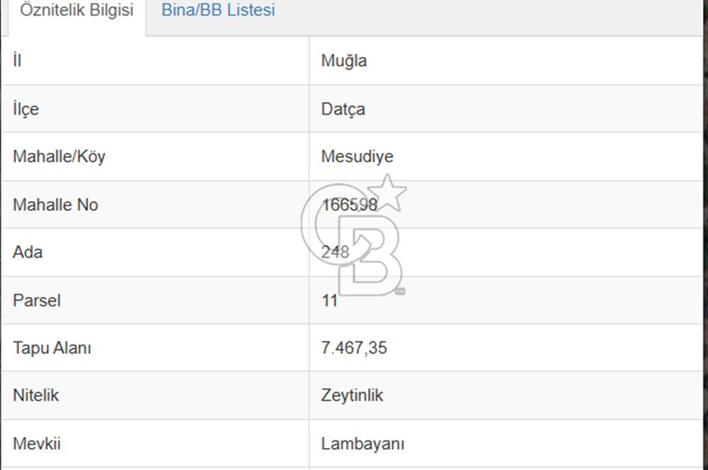 DATÇA MESUDİYE 7.467 m² ZEYTİNLİK