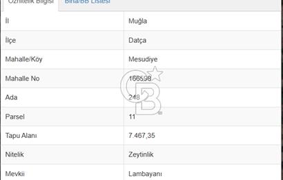 DATÇA MESUDİYE 7.467 m² ZEYTİNLİK
