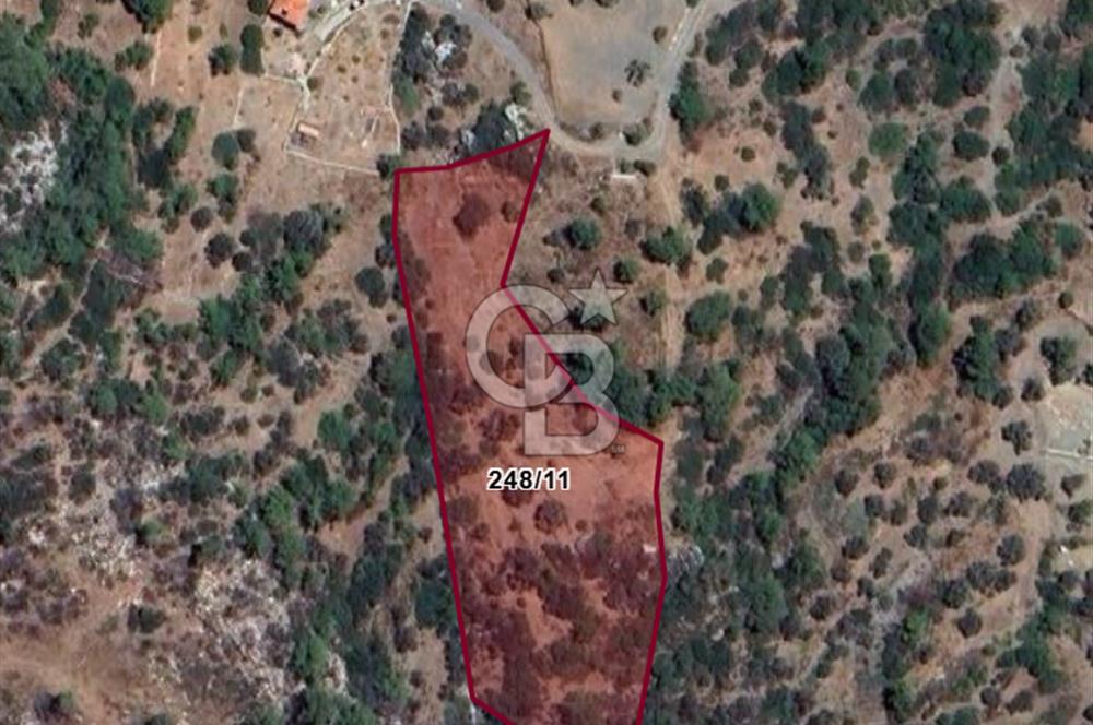 DATÇA MESUDİYE 7.467 m² ZEYTİNLİK