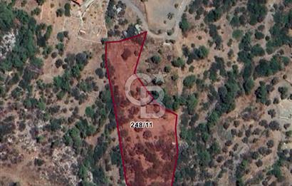 DATÇA MESUDİYE 7.467 m² ZEYTİNLİK
