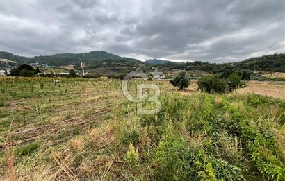 Akçapınar-Ankara asfaltına cepheli güzel konumda Tarla