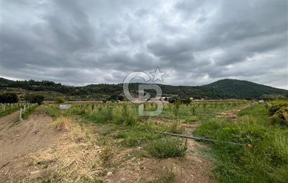 Akçapınar-Ankara asfaltına cepheli güzel konumda Tarla
