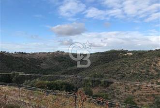 Seferihisar Gölcük Mahallesinde 11.000 m² Satılık Zeytinlik - 1 - 375544