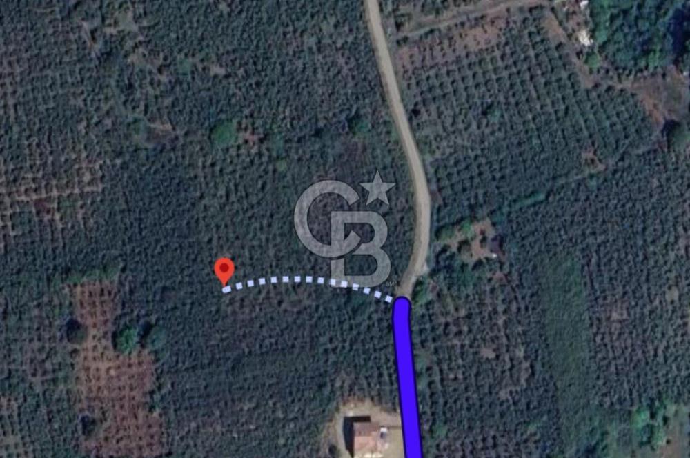 SAKARYA ARİFİYE KIŞLAÇAY'DA SATILIK 2365 M2 FINDIKLIK