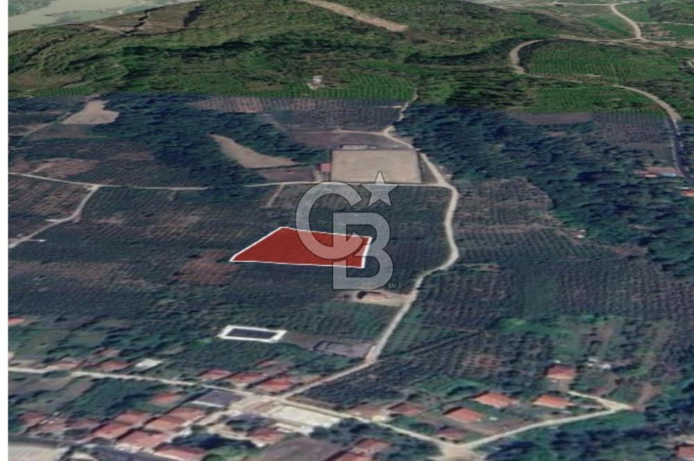 SAKARYA ARİFİYE KIŞLAÇAY'DA SATILIK 2365 M2 FINDIKLIK
