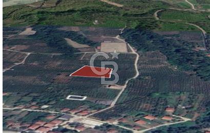 SAKARYA ARİFİYE KIŞLAÇAY'DA SATILIK 2365 M2 FINDIKLIK