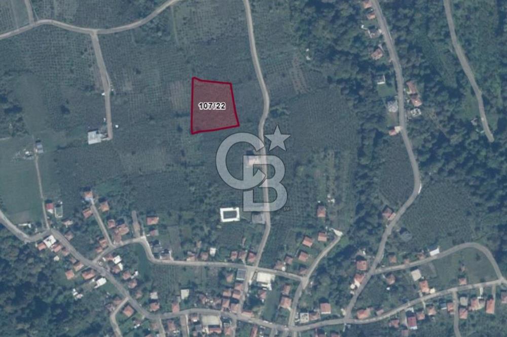 SAKARYA ARİFİYE KIŞLAÇAY'DA SATILIK 2365 M2 FINDIKLIK