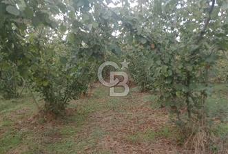 SAKARYA ARİFİYE KIŞLAÇAY'DA SATILIK 2365 M2 FINDIKLIK - 7 - 375678