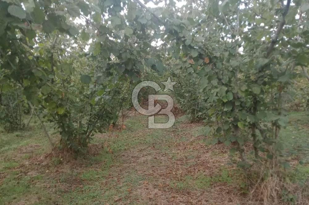 SAKARYA ARİFİYE KIŞLAÇAY'DA SATILIK 2365 M2 FINDIKLIK