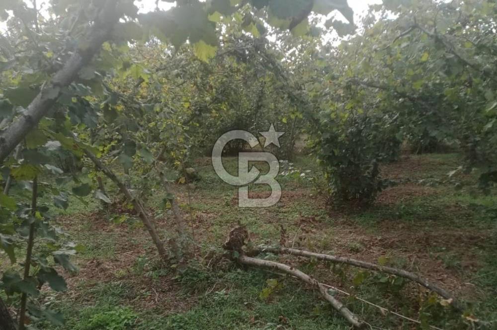 SAKARYA ARİFİYE KIŞLAÇAY'DA SATILIK 2365 M2 FINDIKLIK