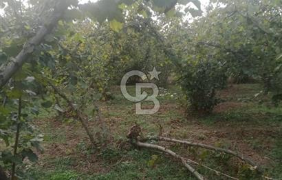 SAKARYA ARİFİYE KIŞLAÇAY'DA SATILIK 2365 M2 FINDIKLIK