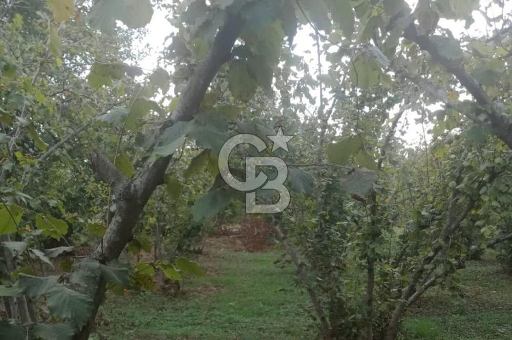 SAKARYA ARİFİYE KIŞLAÇAY'DA SATILIK 2365 M2 FINDIKLIK