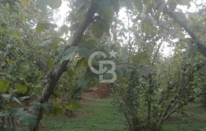 SAKARYA ARİFİYE KIŞLAÇAY'DA SATILIK 2365 M2 FINDIKLIK