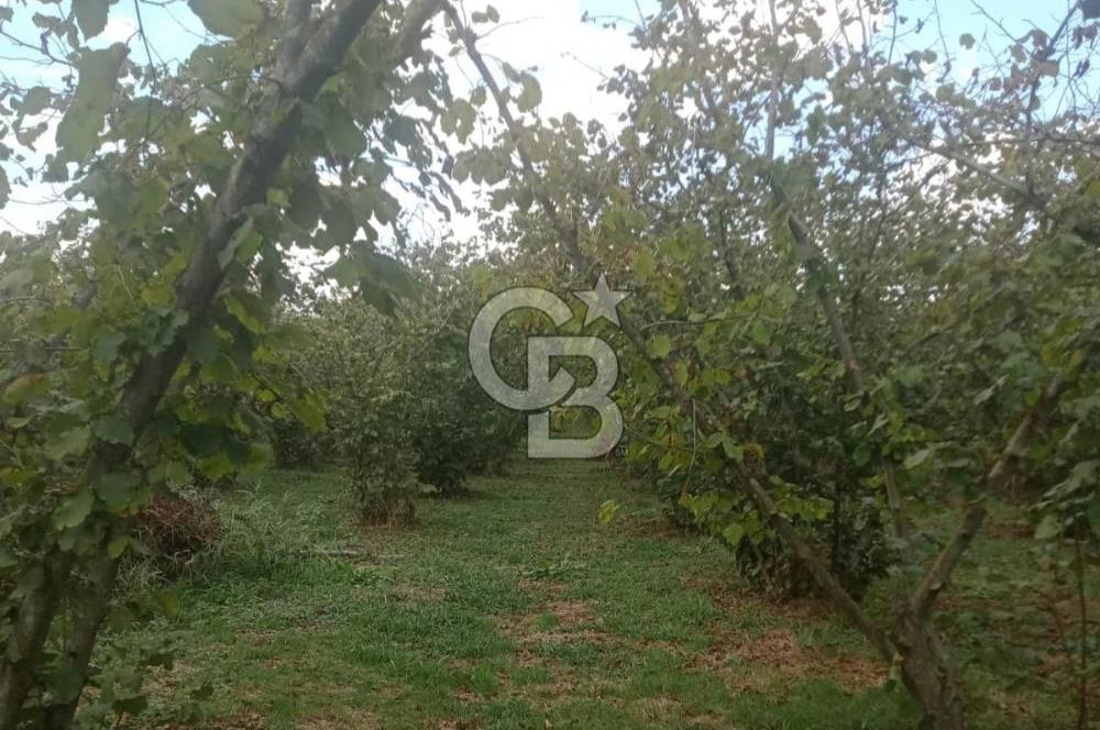 SAKARYA ARİFİYE KIŞLAÇAY'DA SATILIK 2365 M2 FINDIKLIK
