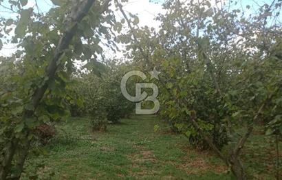 SAKARYA ARİFİYE KIŞLAÇAY'DA SATILIK 2365 M2 FINDIKLIK
