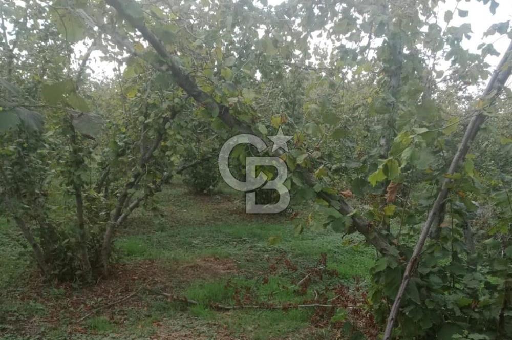 SAKARYA ARİFİYE KIŞLAÇAY'DA SATILIK 2365 M2 FINDIKLIK