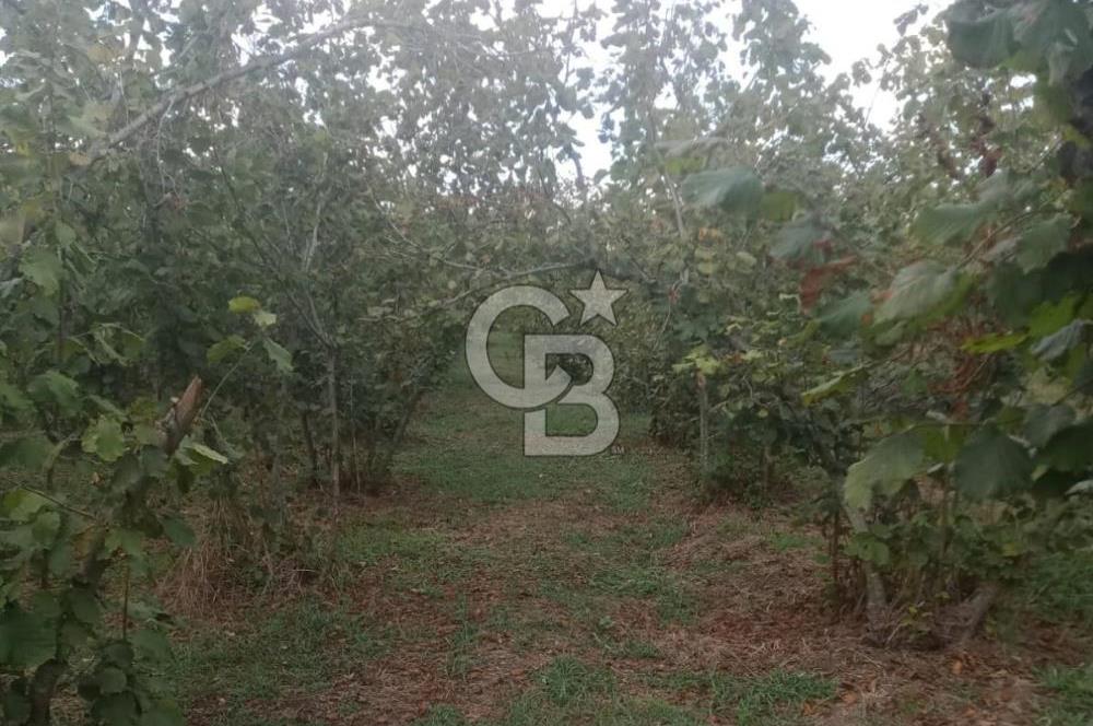 SAKARYA ARİFİYE KIŞLAÇAY'DA SATILIK 2365 M2 FINDIKLIK