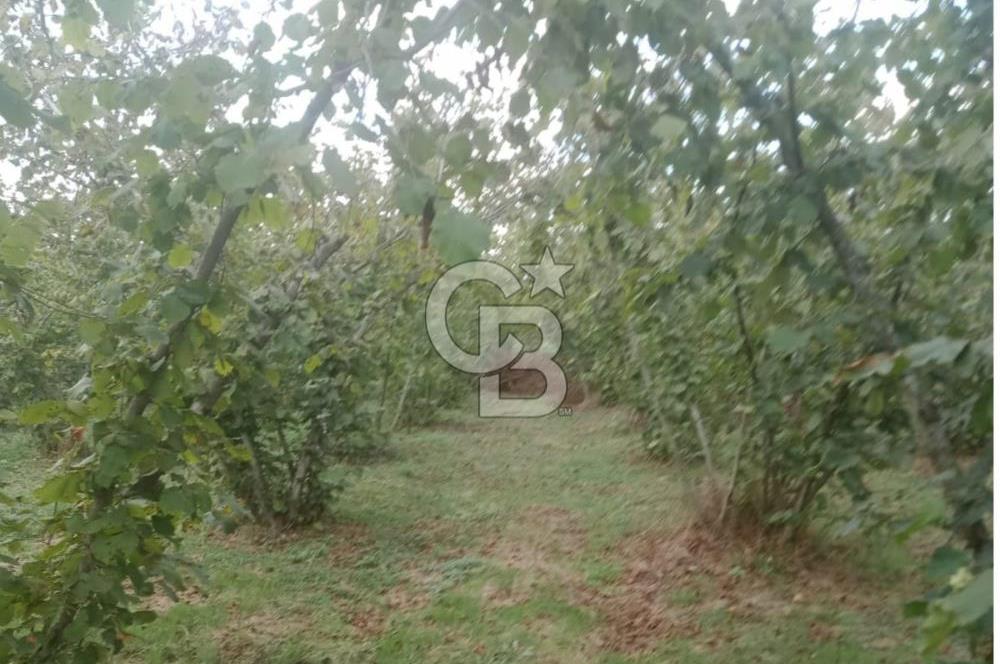 SAKARYA ARİFİYE KIŞLAÇAY'DA SATILIK 2365 M2 FINDIKLIK