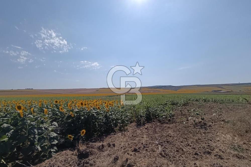 ÇATALÇA FERHATPAŞA'DA 18.454 m² SATILIK TARLA