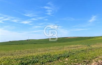 ÇANAKKALE ECEABAT KUMKÖYDE SATILIK 6.762 M2 TARLA