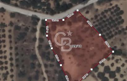 DAĞKIZILCA’DA 36m YOL CEPHESİNE SAHİP - 30 ZEYTİN & 50 İNCİR AĞAÇLI - 3.124 m²